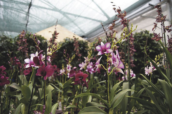 Orchideen Und Musik Im Luzerner Garten