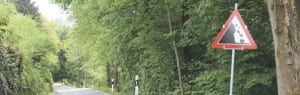 Die Riedholzstrasse in Ebikon wird wegen Holzschlag gesperrt. Bild zVg
