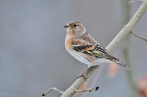 Ein auch bei uns heimisches Bergfink-Weibchen.