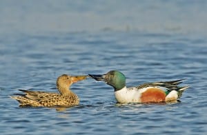 Die Löffelente ist ein regelmässiger Wintergast auf dem Rotsee. Bild Matthias Mader.