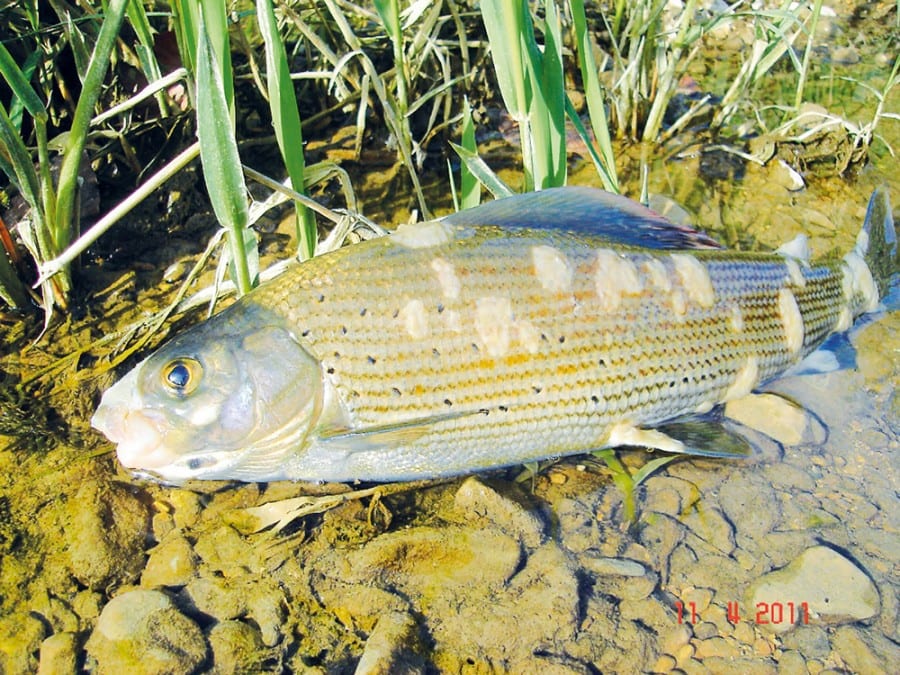 Fische mit der tödlichen Pilzkrankheit Saprolegnia.