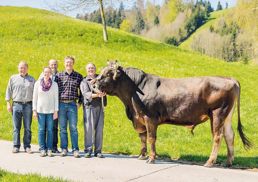 Der Festsieger bekommt ihn: Braunvieh-Muni «Mars», geboren am 8. April 2012. Besitzer sind Ruedi und Remo Stettler in Meierskappel, gespendet wird er von Sabine und Roman Schwitter, Gärtnerei Schwitter Inwil. Bild zVg.