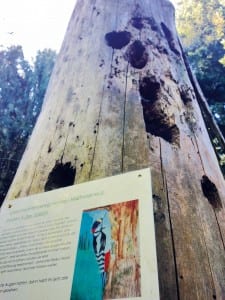 Der Geschichtenweg von Honau zum Michelskreuz erwartet die Besucher mit einer spannenden Geschichte und Wissenswertem zum Thema Natur.