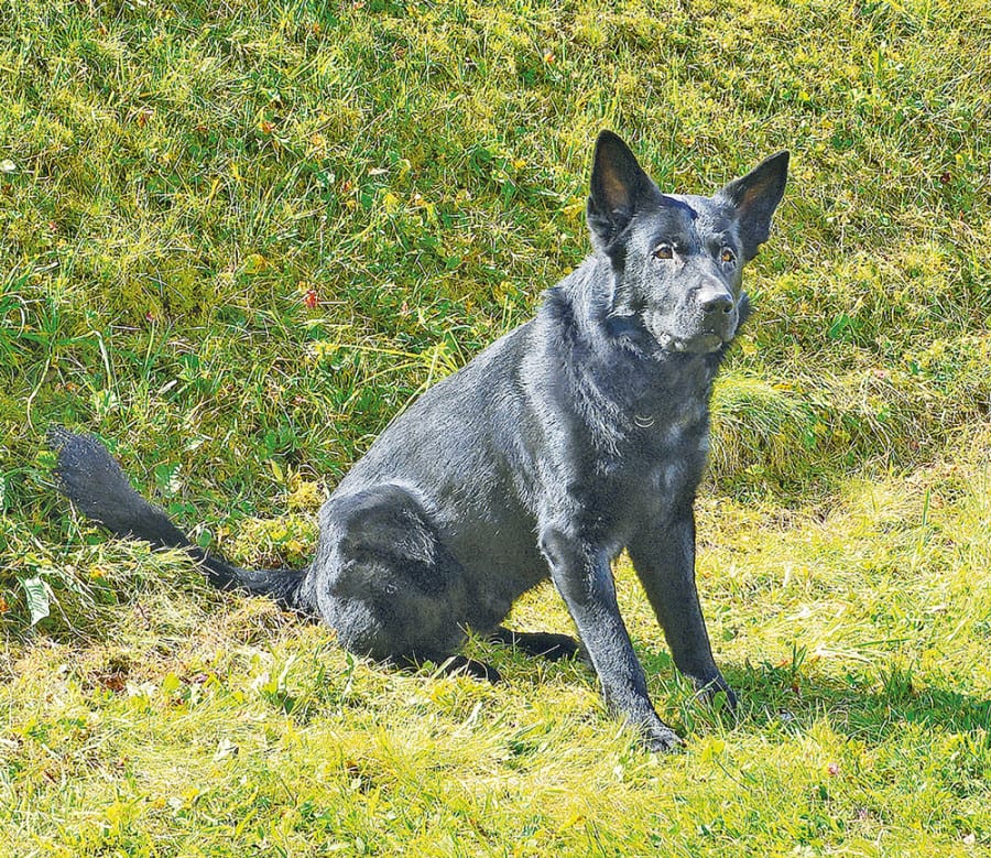 Polizeihund «Tyson» stellte den mutmasslichen Einbrecher. Bild zVg.