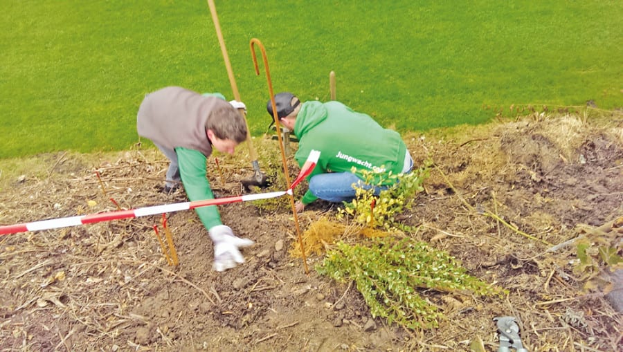 Ebikoner Jungwächtler beim Pflanzen der Hecke. Bilder zVg. 