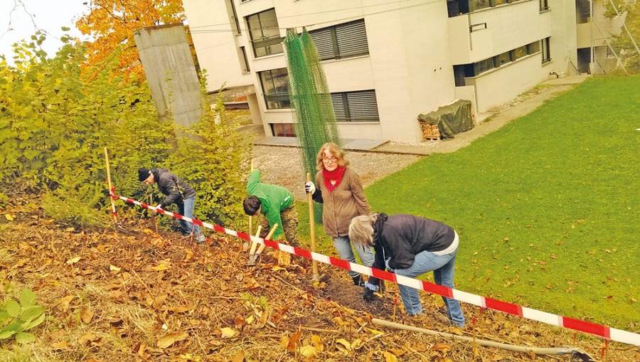 Heckenspenderin Monika Schybli (stehend) hilft beim Pflanzen mit.