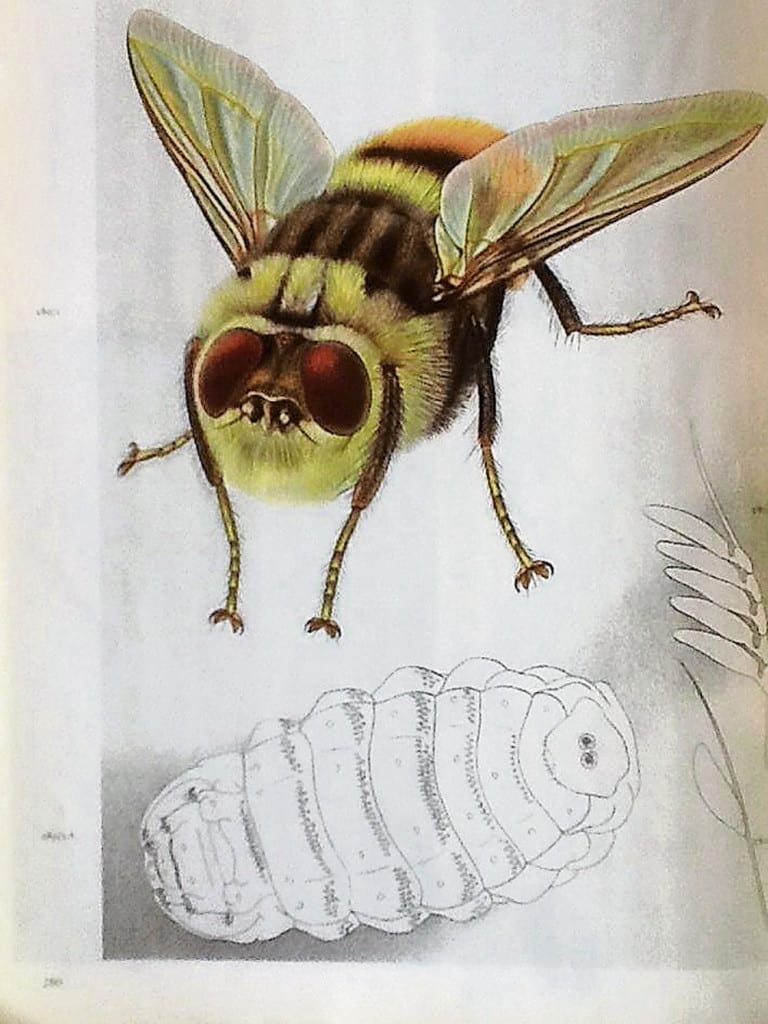 Eine Hummel, gezeichnet von Walter Linsenmaier, veröffentlicht im Buch «Insekten der Welt».