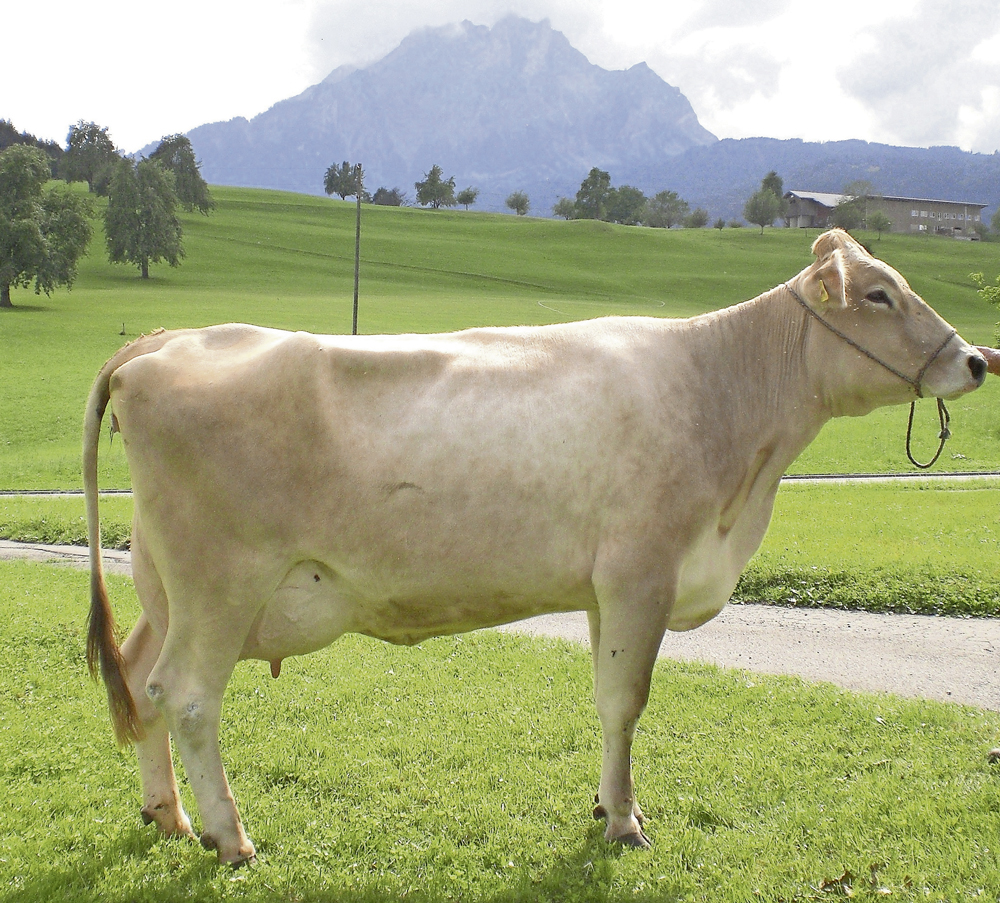 Jubiläums-Viehausstellung