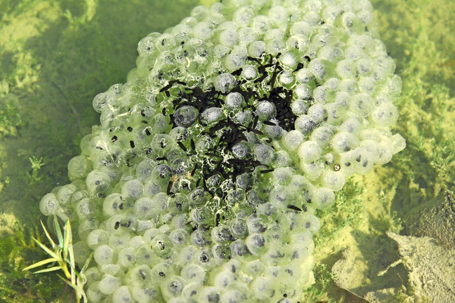Grasfroschlaich. Bilder zVg.