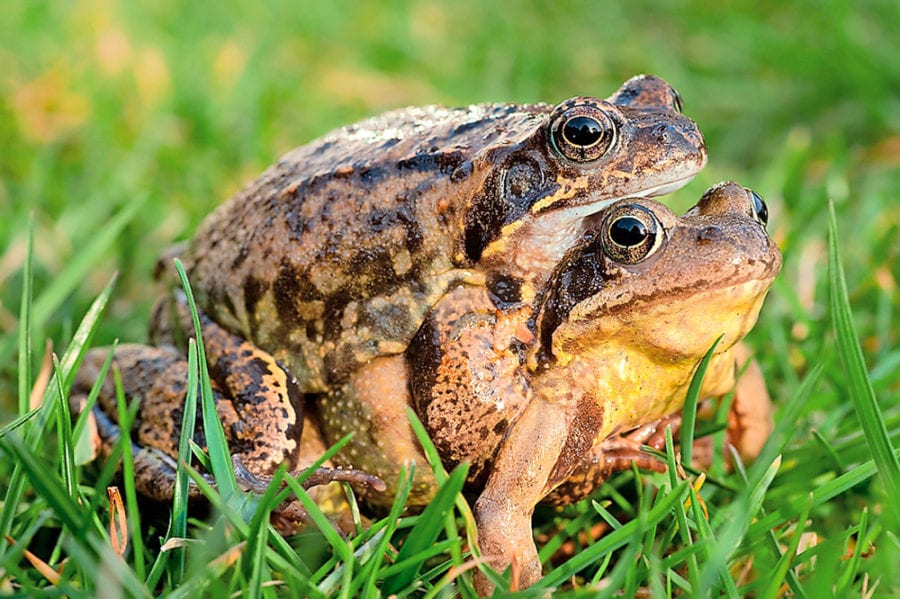 Grasfroschpärchen bei der Paarung.