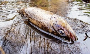 42_toter_fisch