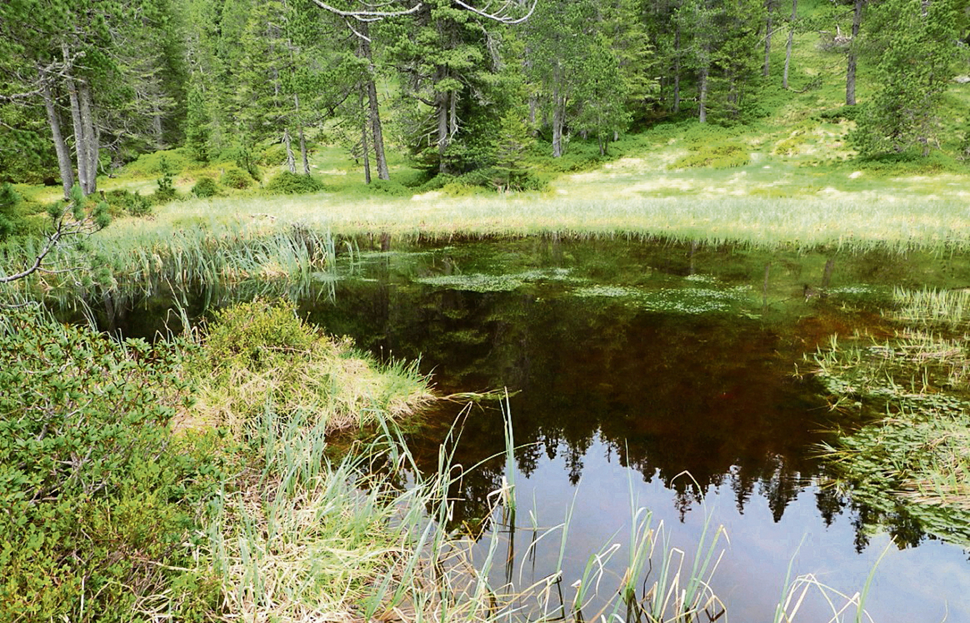 Der Moorsee mit Schnabelsegge und Torfmoosen.