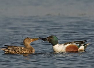 Löffelenten beim Schnäbeln. Bild Matthias Mader.