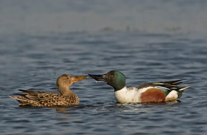 Löffelenten beim Schnäbeln. Bild Matthias Mader.