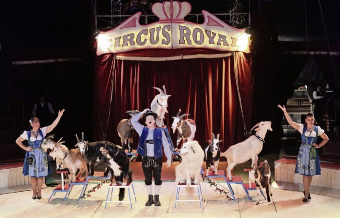 51-30-01-Circus-Royal-Tiere-IMG_9295