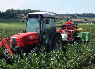 bio-aronia-beere-gesund-saft-ernte