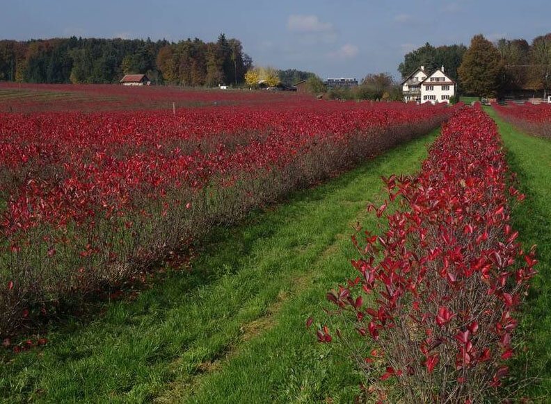 Ein blühendes Aronia Feld vom Bauer Thomas Heggli im Aargau. 