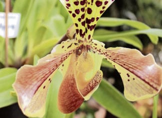 Wunderschöne Orchideen im Luzerner Garten