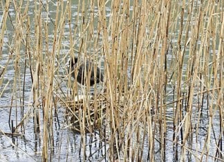 Wenig Vogelgesang weil garstiges Wetter