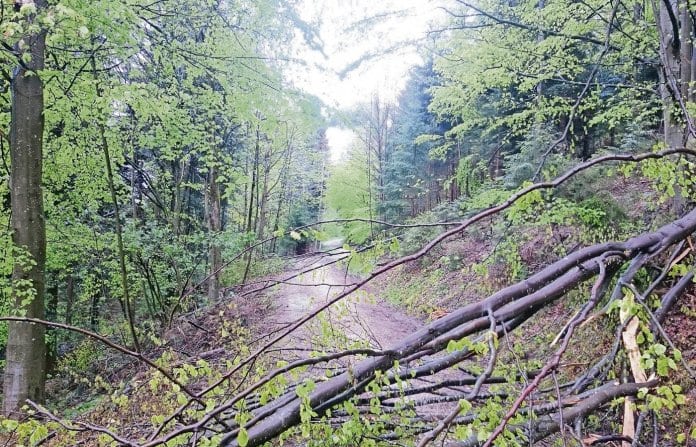 19-16-Wydenwald_Ebikon
