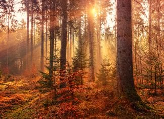 Herbst by unsplash.com