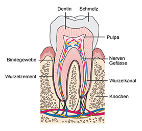 zahn wurzelbehandlung luzern pulpa