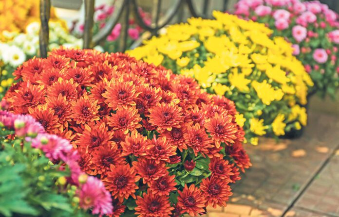 Pots with beautiful chrysanthemum flowers