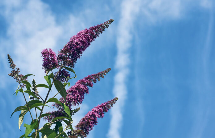 Sommerflieder